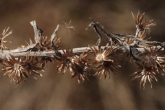 Omalotheca sylvatica