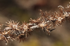 Omalotheca sylvatica