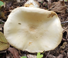 Amanita magnivelaris