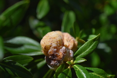 Exobasidium rhododendri