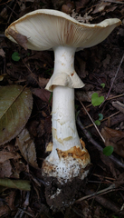 Amanita magnivelaris
