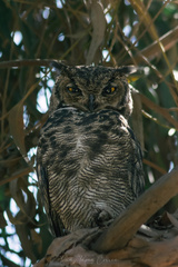 Bubo virginianus magellanicus