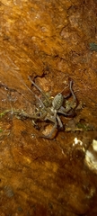Eratigena agrestis