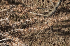 Omalotheca sylvatica