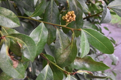 Laurus