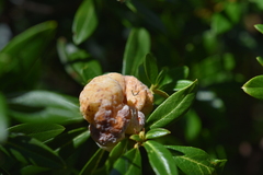 Exobasidium rhododendri