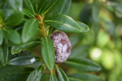 Exobasidium rhododendri