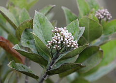 Ageratina tinifolia