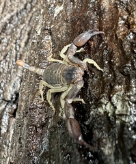 Uroctonus