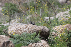 Laudakia vulgaris
