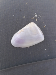Bivalvia