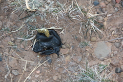 Centrocercus urophasianus