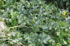 Silybum marianum