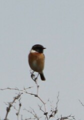 Saxicola rubicola