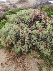 Lupinus arboreus