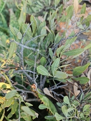 Searsia pyroides pyroides