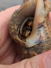 Clibanarius vittatus