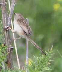 Prinia gracilis