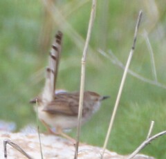 Prinia gracilis
