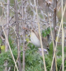 Prinia gracilis