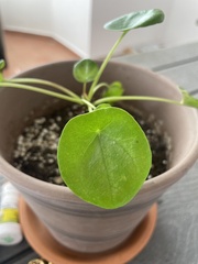 Pilea peperomioides