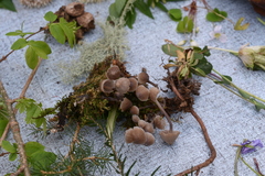 Mycena silvae-nigrae