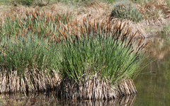 Carex elata