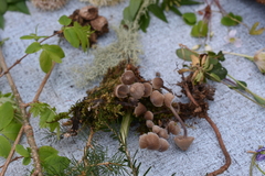 Mycena silvae-nigrae