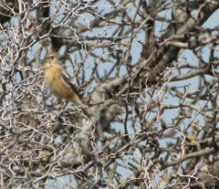 Saxicola rubicola