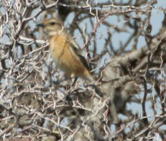 Saxicola rubicola