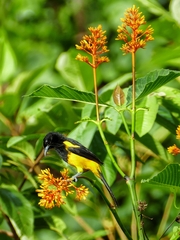 Icterus prosthemelas