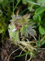 Lamium hybridum