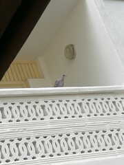 Columba guinea