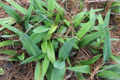 Prosthechea varicosa