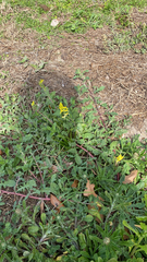 Corydalis micrantha