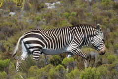 Equus zebra zebra