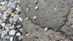 Littorininae