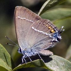 Satyrium spini