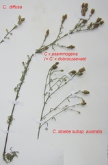 Centaurea ×psammogena