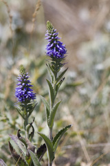 Veronica steppacea