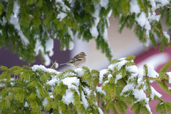 Fringilla coelebs