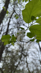 Halesia diptera