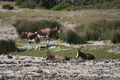 Damaliscus pygargus pygargus