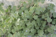 Veronica hederifolia-sublobata-triloba