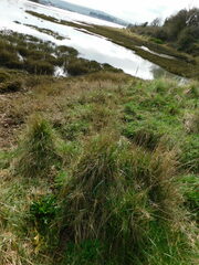 Elymus athericus