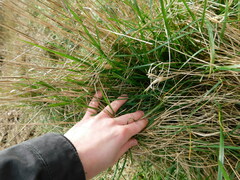 Elymus athericus