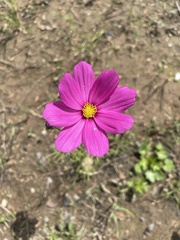 Cosmos bipinnatus