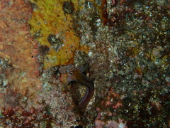 Parablennius laticlavius