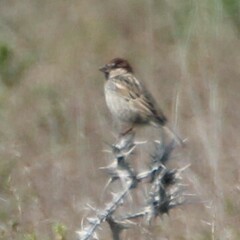 Passer hispaniolensis