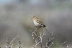 Passer hispaniolensis